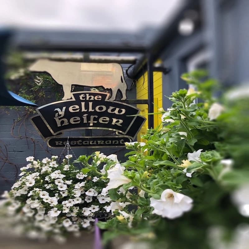 The Yellow Heifer in Newry